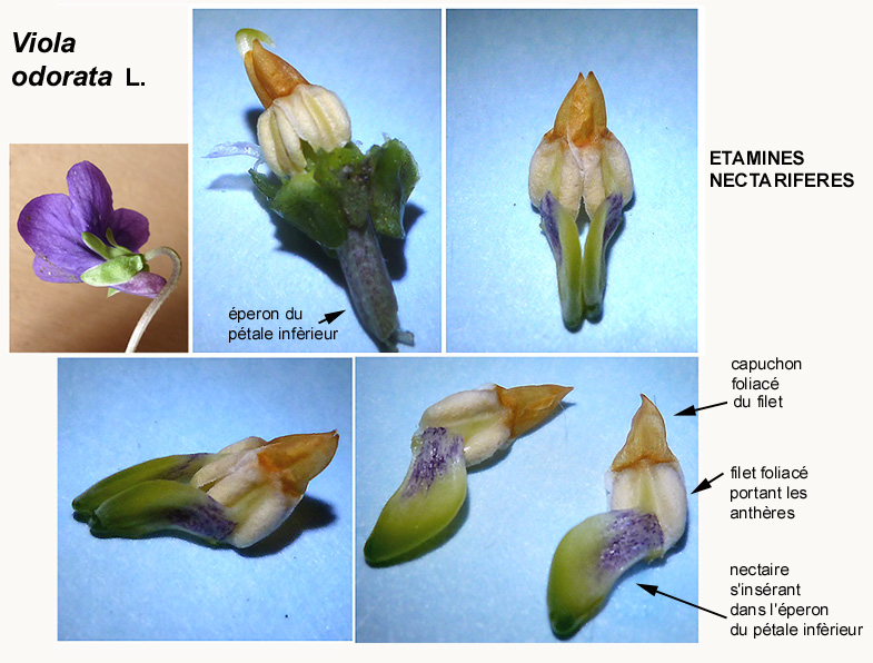 Viola odorata-nectair07.jpg