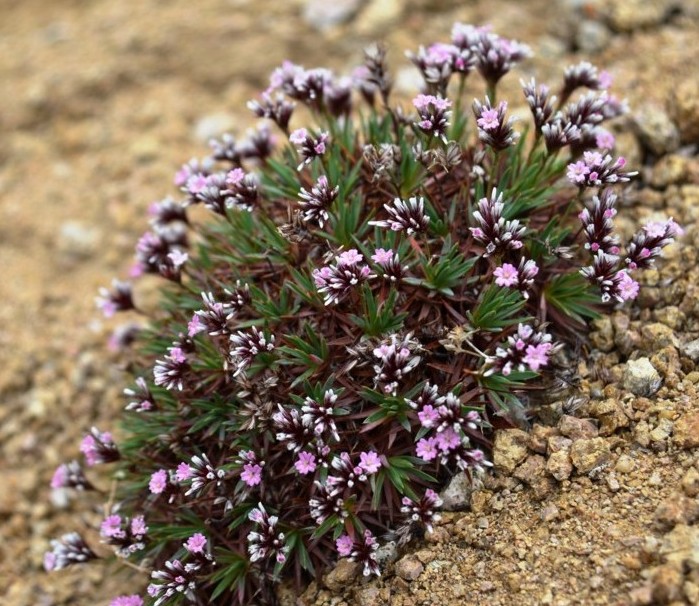 Acantholimon lycopodioides-LONGZAY (Plumbaginaceae).jpg