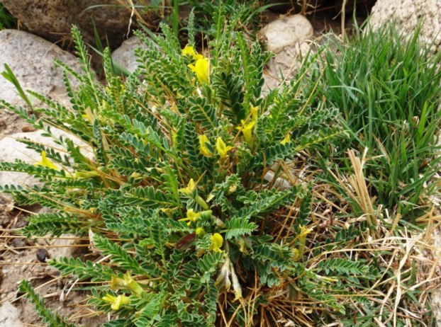 Astragalus candolleanus-SKICHU (Fabaceae).jpg