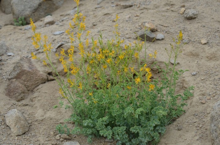 Corydalis flabellata-STYTA (Papaveraceae).jpg