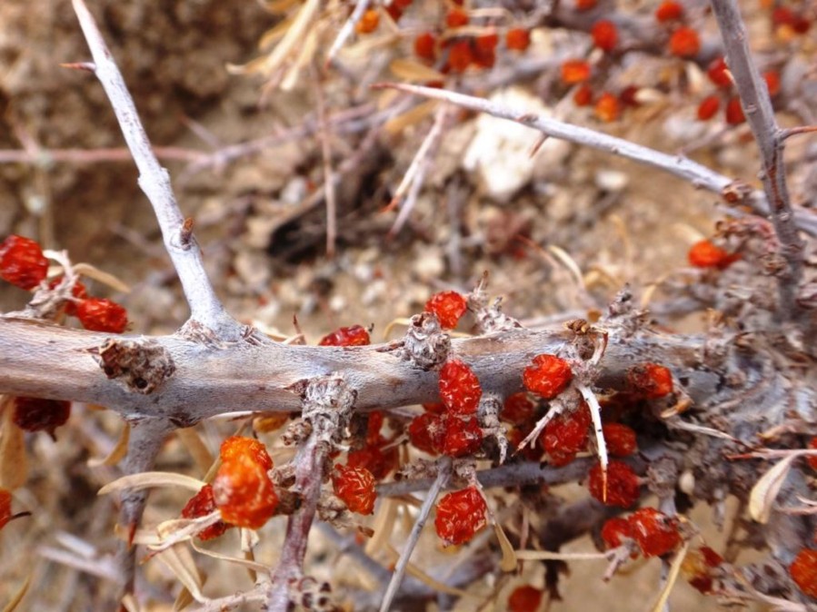 Hippophae rhamnoides-TSERKAR (Eleagnaceae) 03.jpg