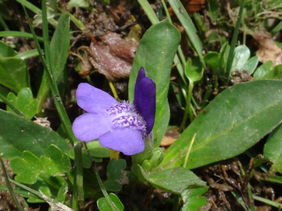 Lancea tibetica-LUNGRI MENTOK (Phrymaceae) 01.jpg