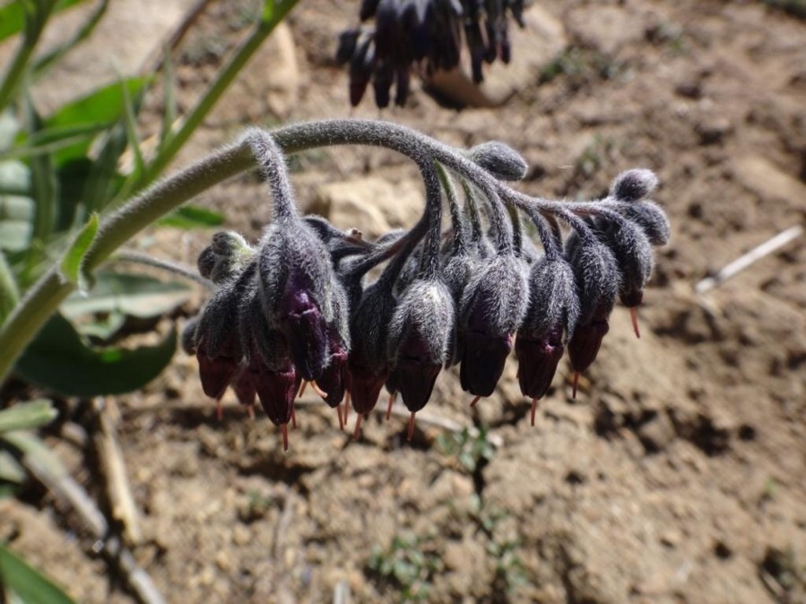 Lindelofia stylosa (Boraginaceae) 02.jpg