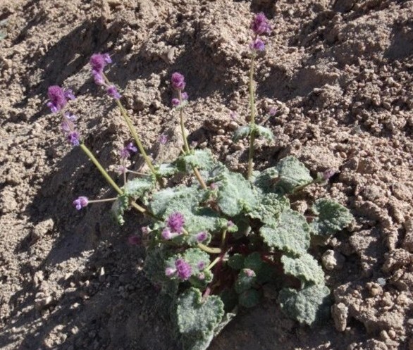 Nepeta floccosa (Lamiaceae) 01.jpg