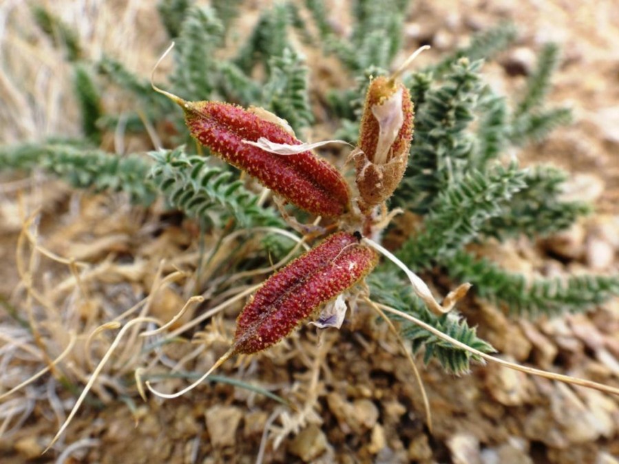 Oxytropis microphylla-SRAKPA MENTOK (Fabaceae) 06.jpg