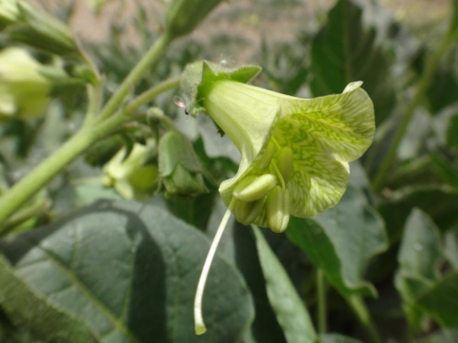 Physochlaina praealta-LANTANG (Solanaceae) 02.jpg