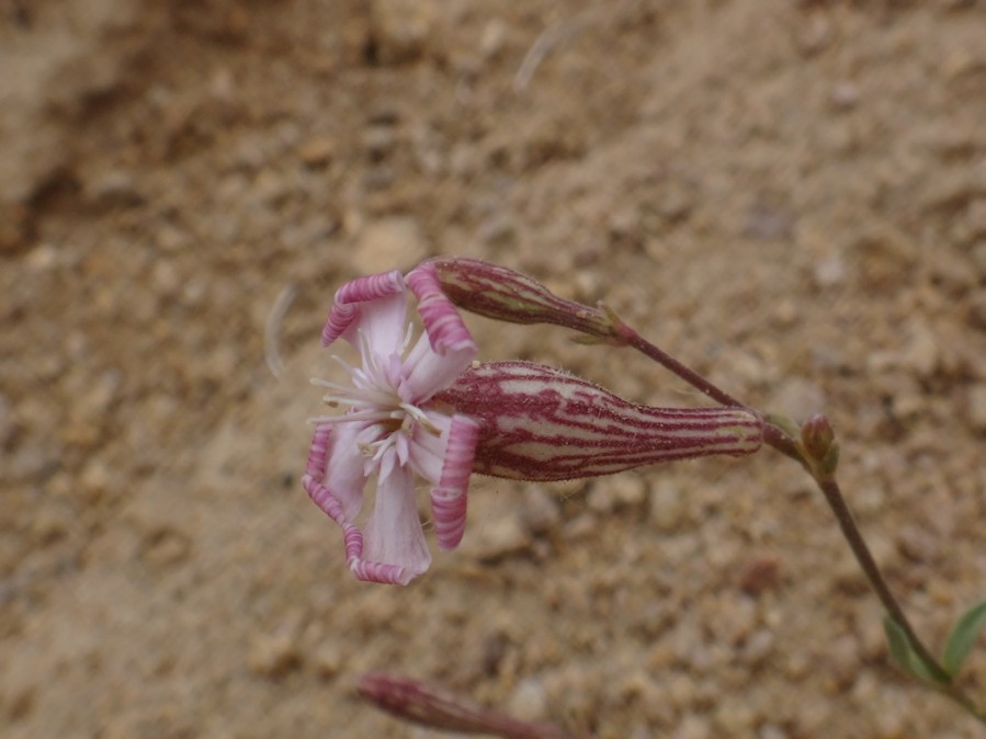Silene moorcroftiana (Caryophyllaceae) 03.jpg