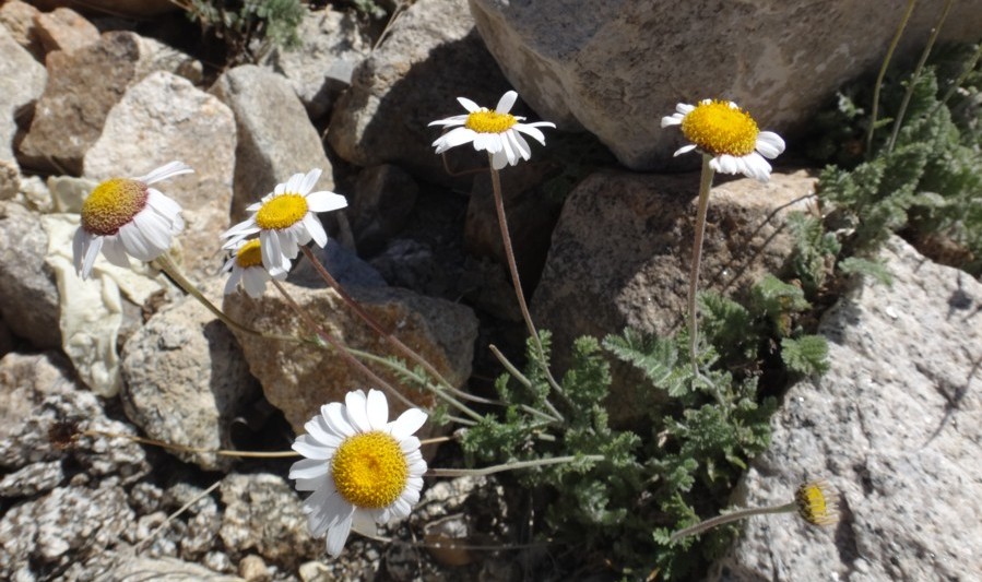 Tanacetum pulchrum (Asteraceae) 02.jpg