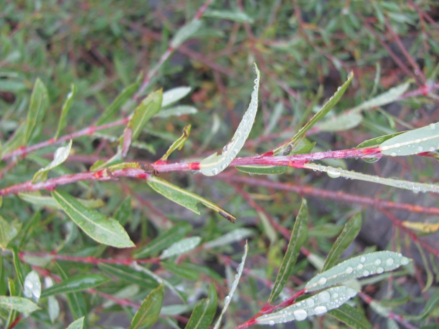 Salix daphnoides.jpg