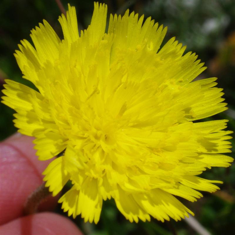 Inflorescence