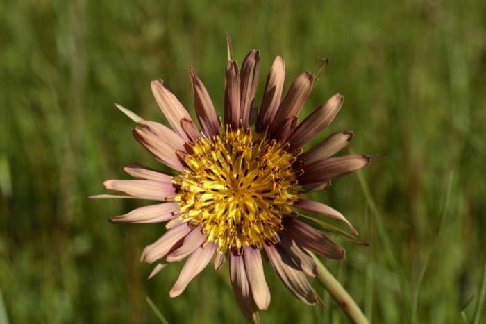 Tragopogon eriospermus x orientalis.jpg