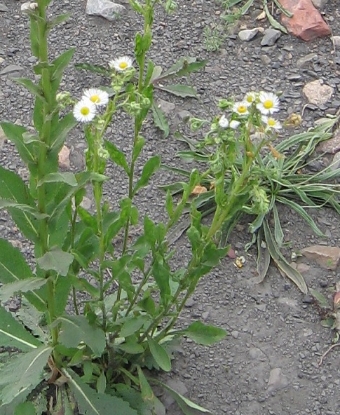 erigeron.jpg