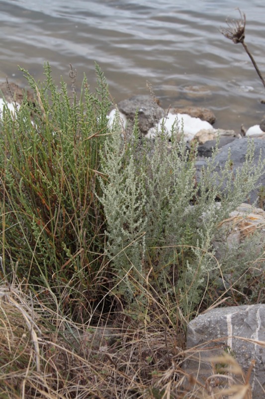 Artemisia caerulescens.jpg