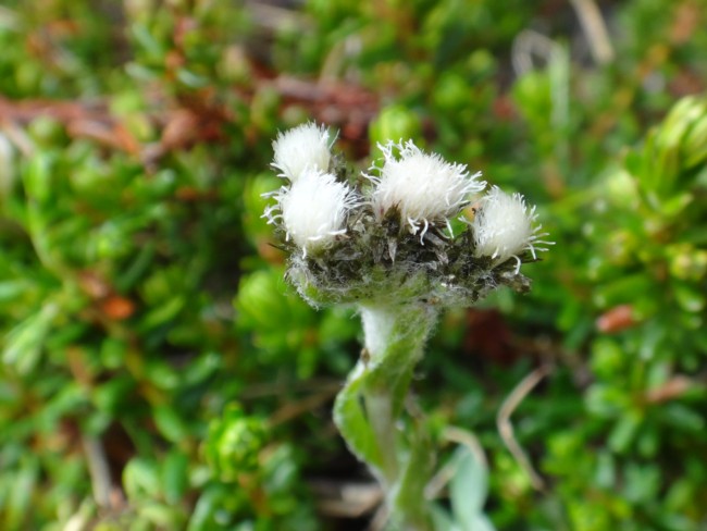 88b-Antennaria alpina.jpg