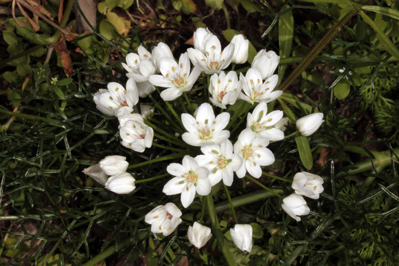 Amaryllidacées - Allium neapolitanum (Ail blanc) - red.jpg