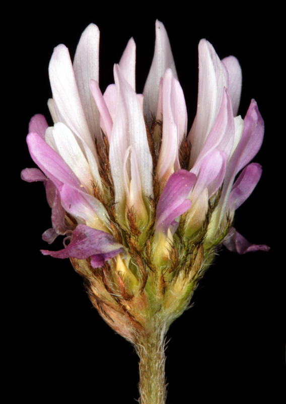 Fabacées - Astragalus bourgaeanus - red.jpg