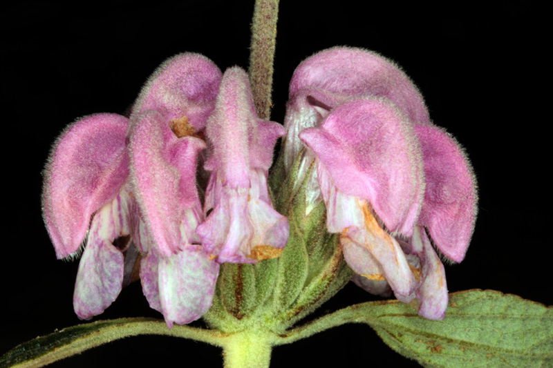 Lamiacées - Phlomis purperea - red.jpg