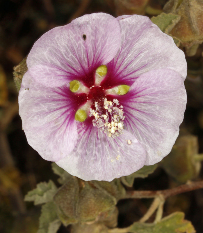 Malvacées - Malva subotava (Lavatère d'Espagne) - red.jpg