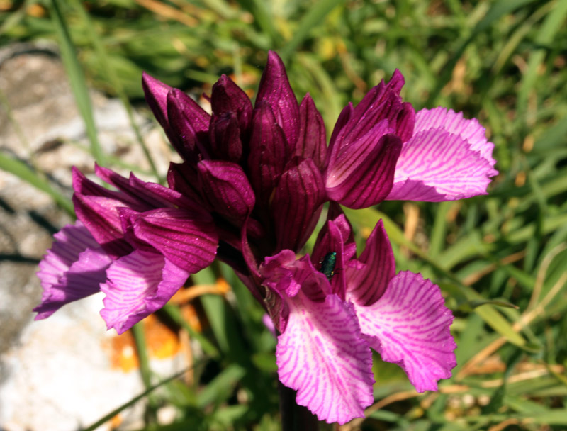 Orchidacées - Anacamptis (= Orchis) papilionacea red.jpg