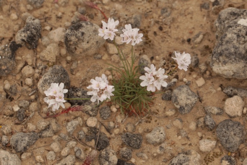 Armeria girardii.jpg