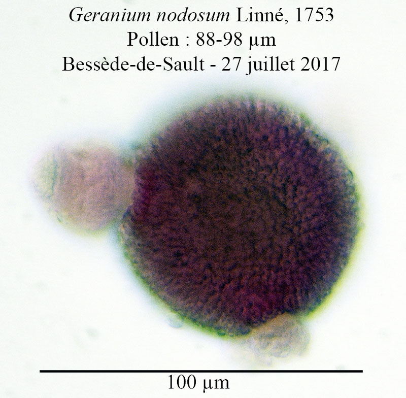 Geranium nodosum-PYR013-4b-Bessède-27 07 2017-LG.jpg