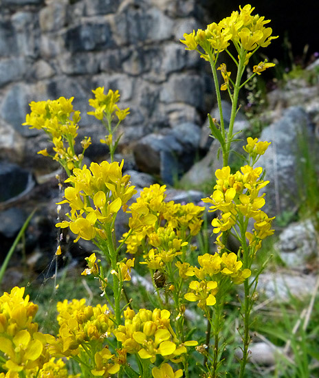 Brassicaceae-64LarunsFabrège170614jau (2).jpg