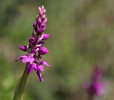 Dactylorhiza  masculata.JPG