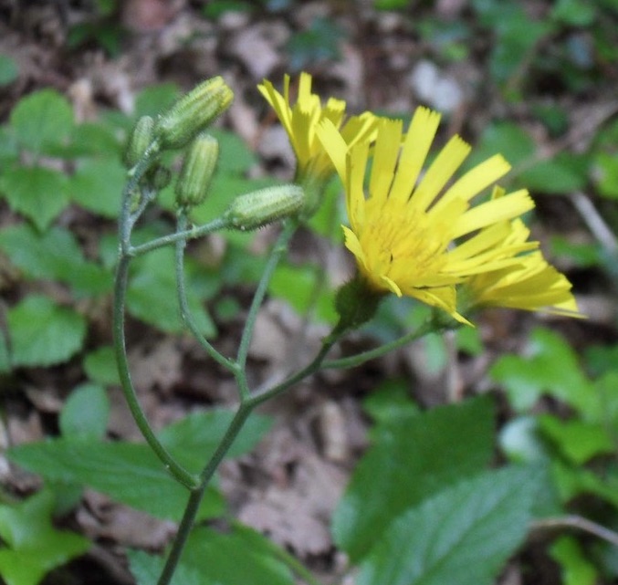 hieracium 3.jpg