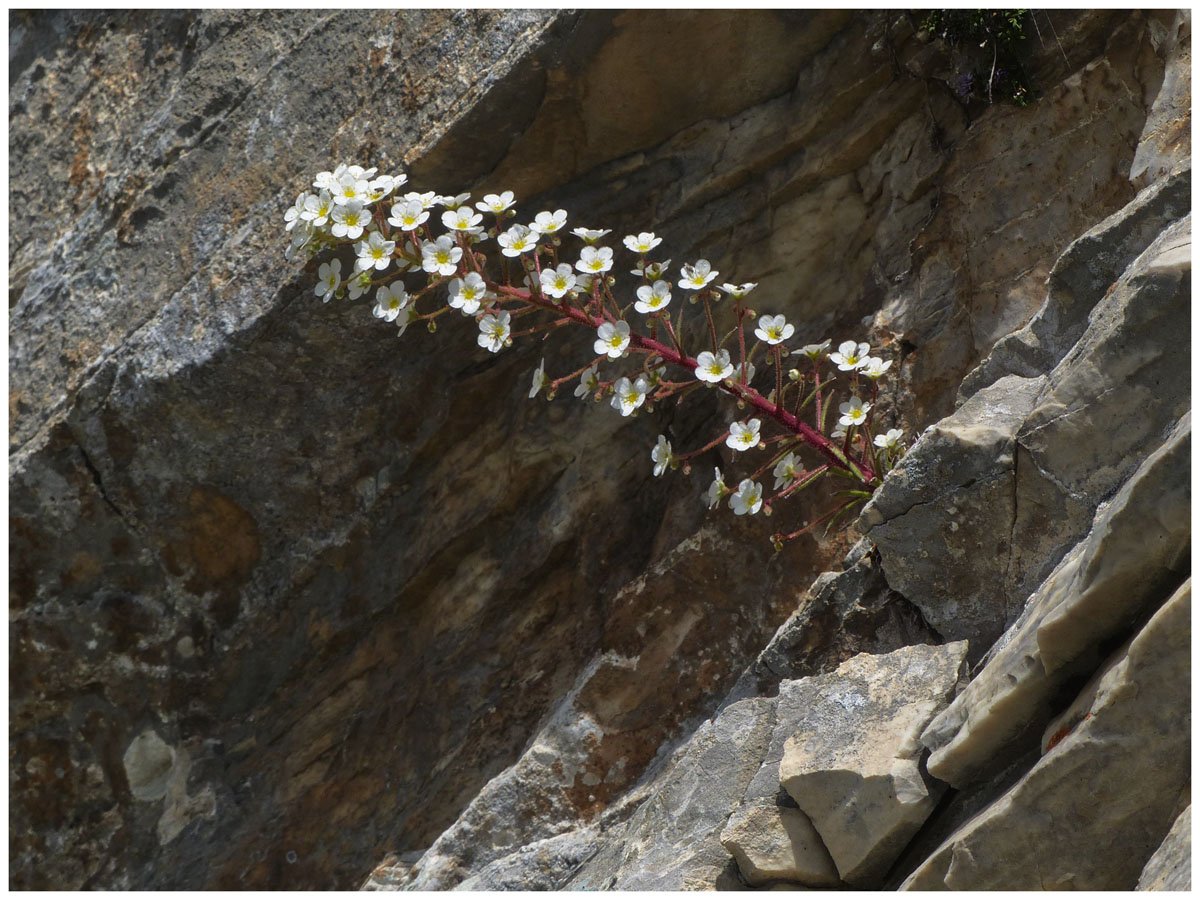 saxifragealonguesfeuilles1090949.jpg