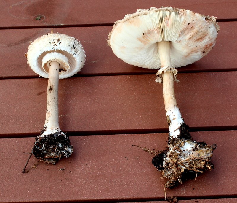 Macrolepiota rhacodes_R_3801.JPG