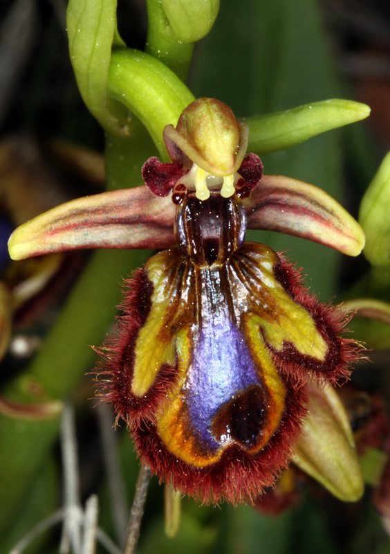 Ophrys speculum