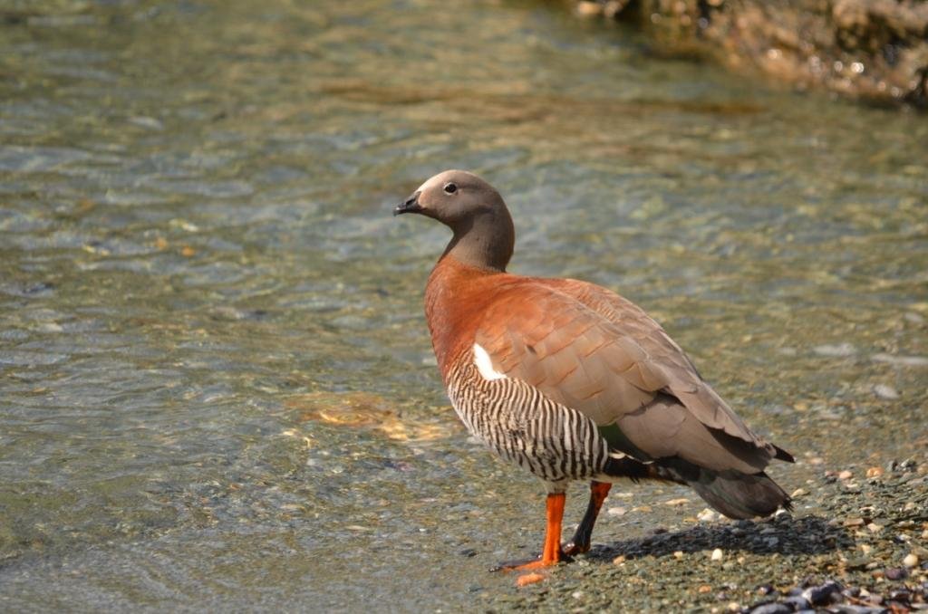 11-Chloephaga poliocephala - Ouette à tête grise.JPG