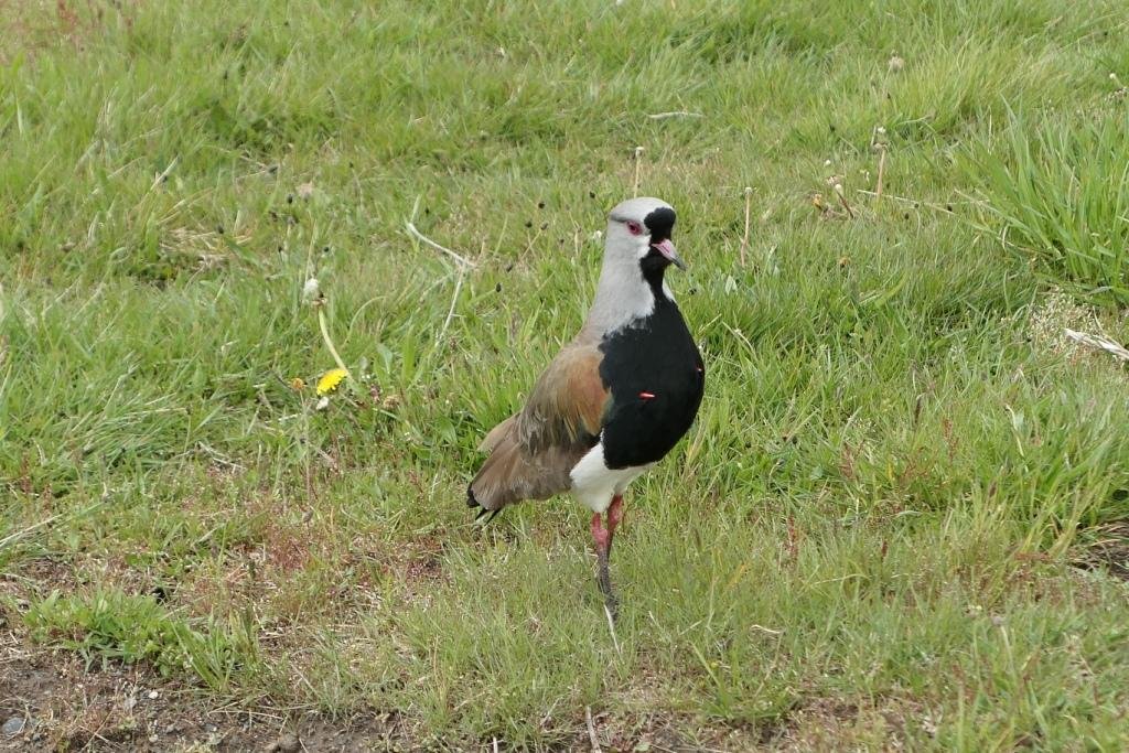 15-Vanellus chilensis -Vanneau téro.JPG