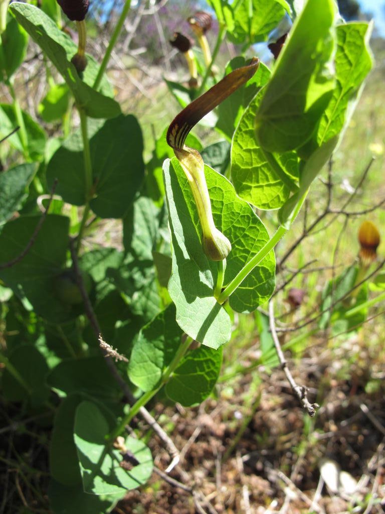 IMG_5622_Aristolochia_rotunda.jpg