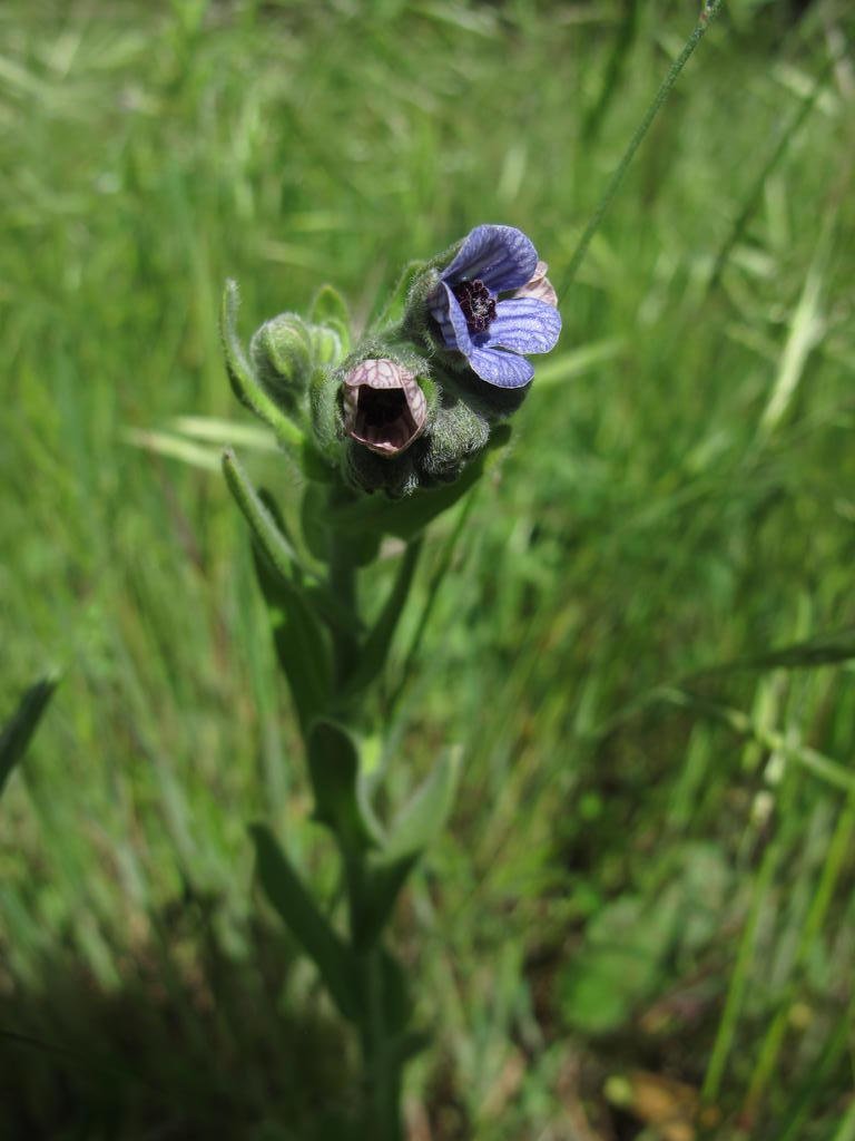 IMG_5751_Cynoglossum_creticum.jpg