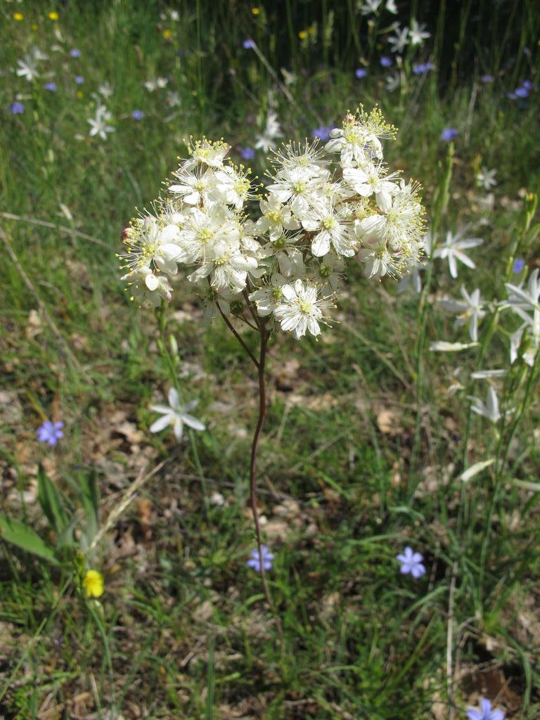 IMG_6279_Filipendula_vulgaris.jpg