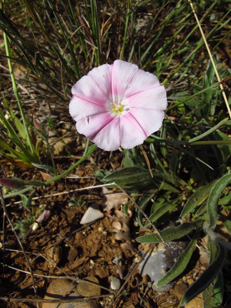 IMG_6289_Convolvulus_cantabrica.jpg