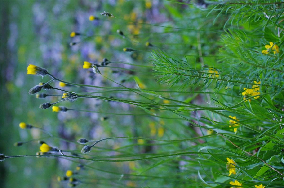 Inflorescence