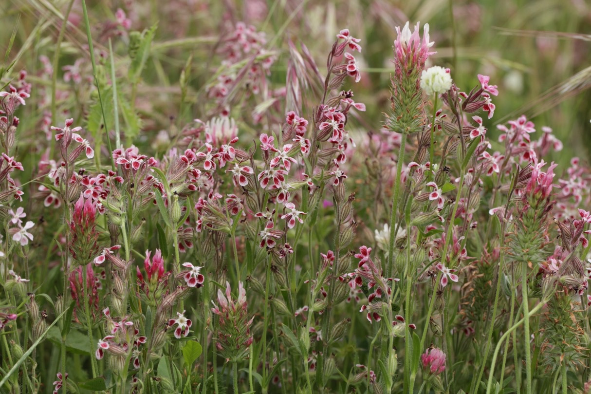 Silene gallica (1).jpg