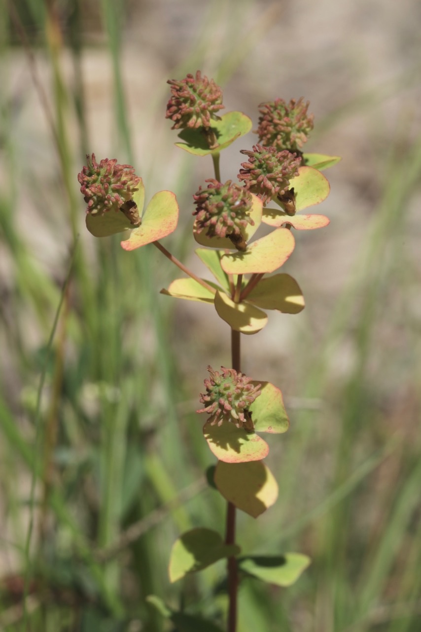 Euphorbia duvalii .jpg