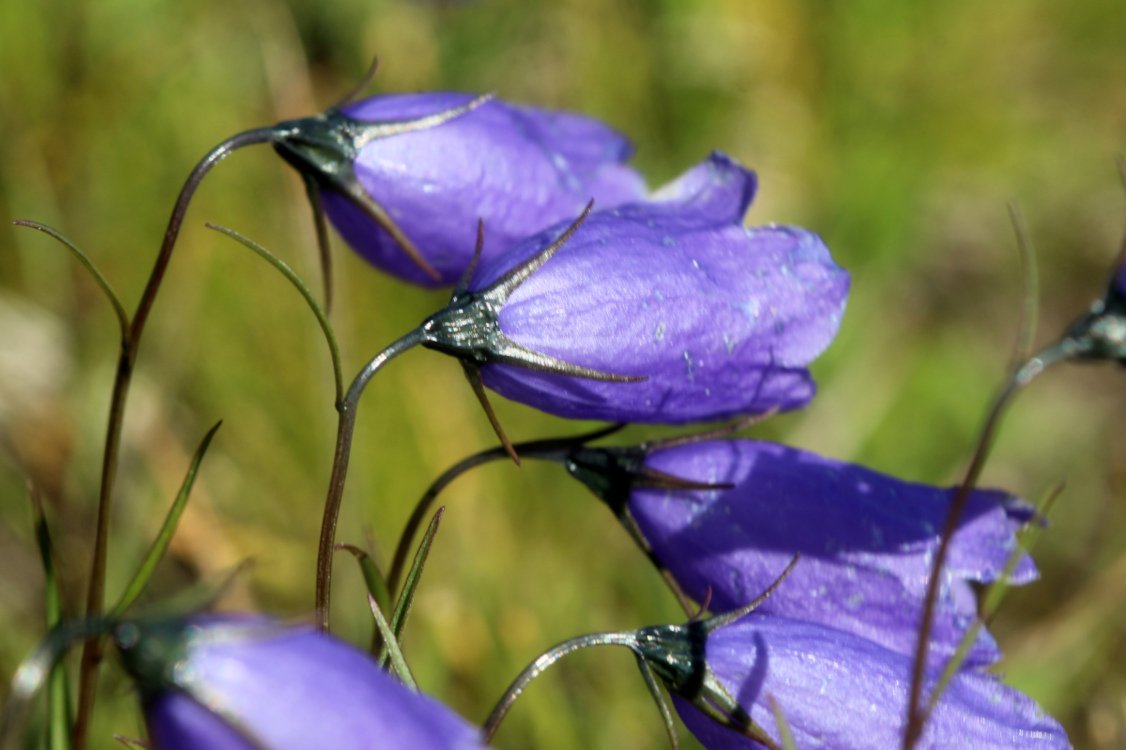 Campanula rotundifolia ou C. scheuchzeri_IMG_5687.JPG