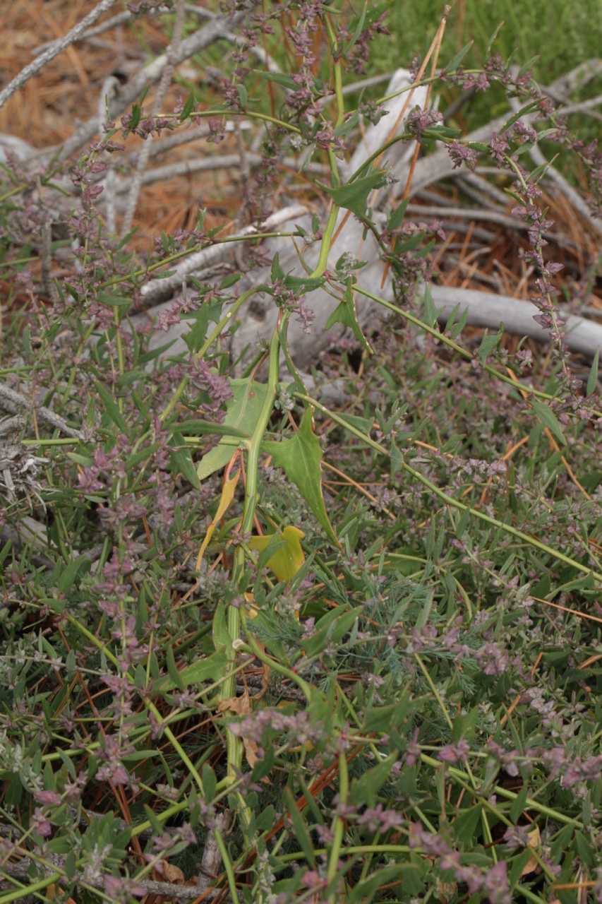 Atriplex prostata.jpg