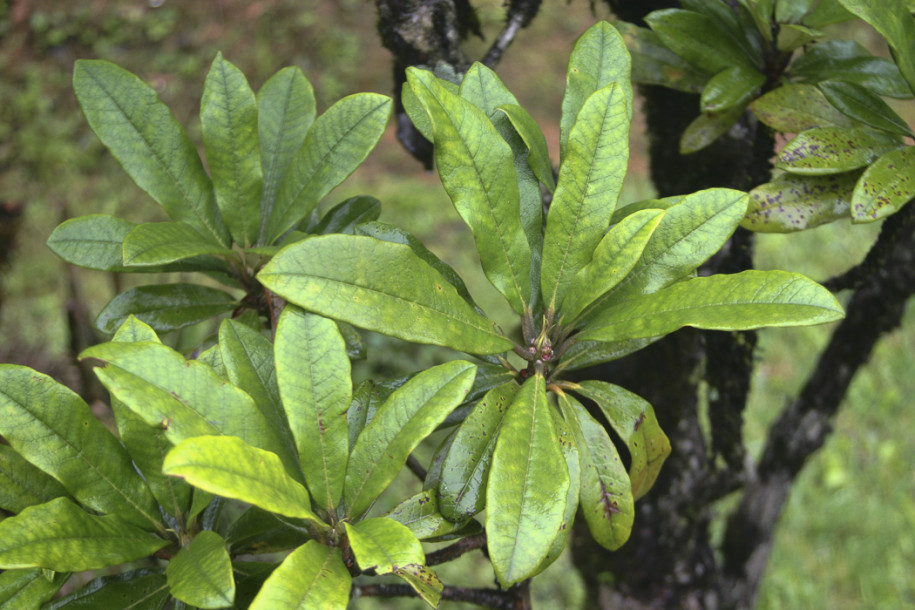 Rhododendron arboreum3.jpg