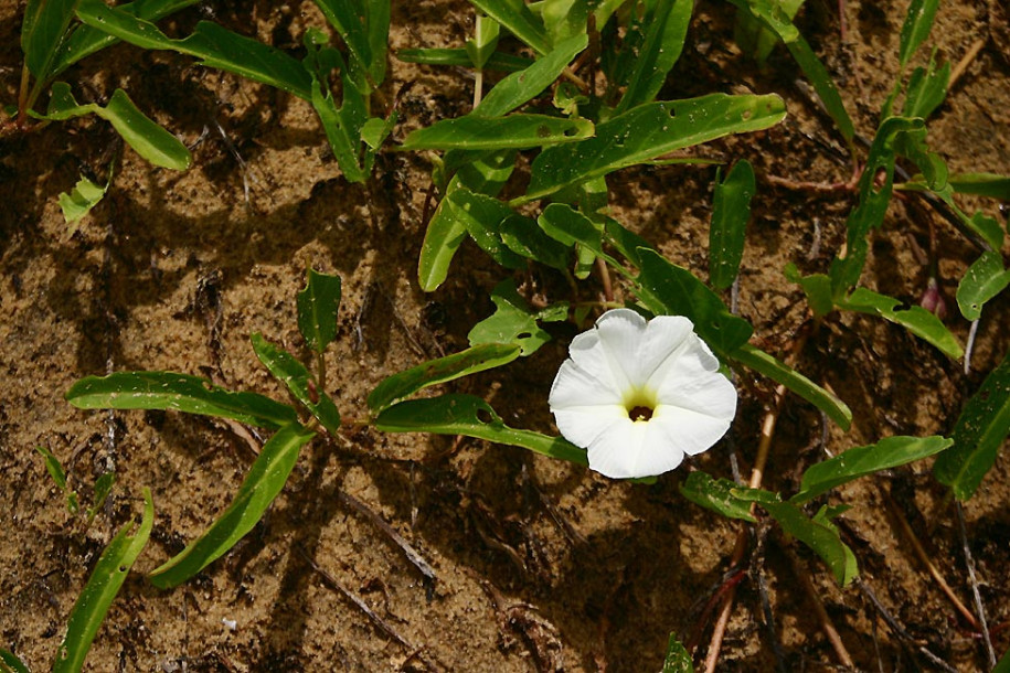 Ipomoea-imperati2.jpg