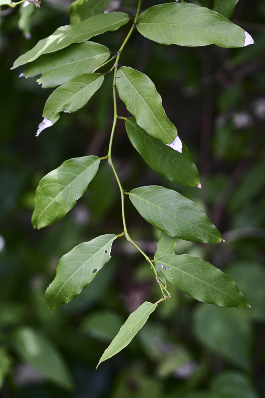 Capparis micracantha1.jpg