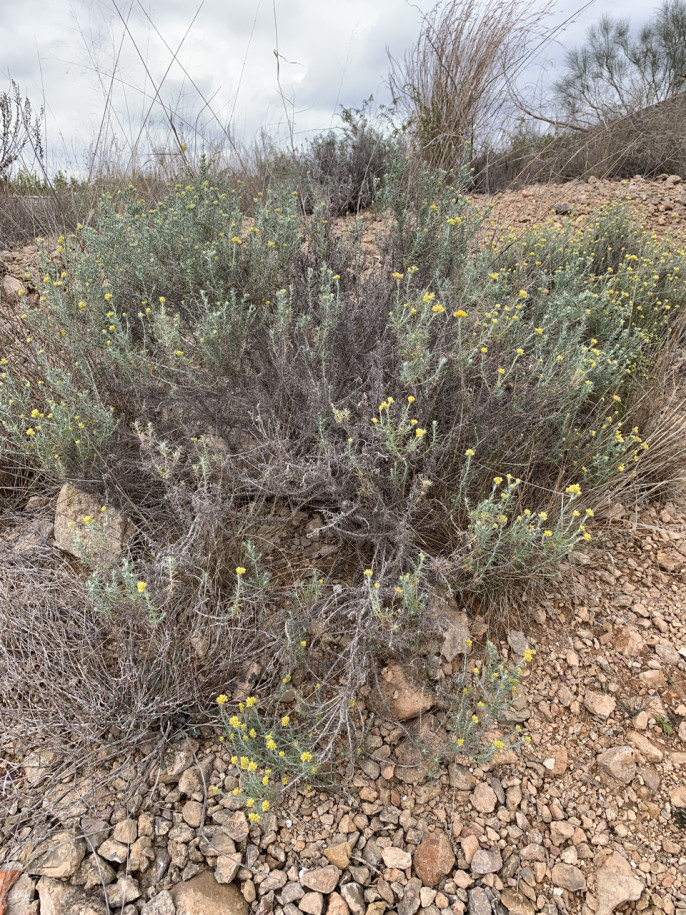 Helichrysum italicum susp. serotinum (2).jpg