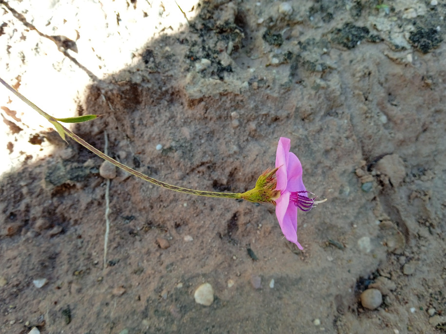 Pterolepis sp. (Melastomataceae)