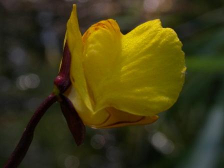 Utricularia vulgaris 001.jpg