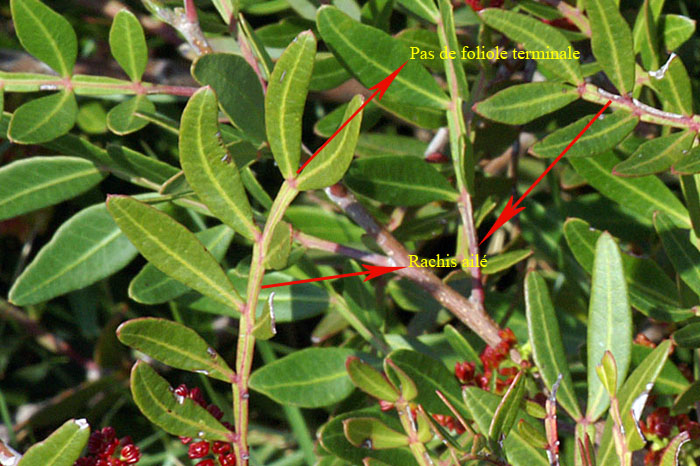 Pistacia-lentiscus-2410-(2).jpg