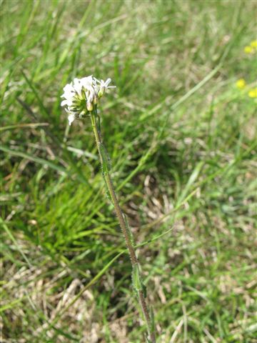 FR-68-Westhalten5950.jpg